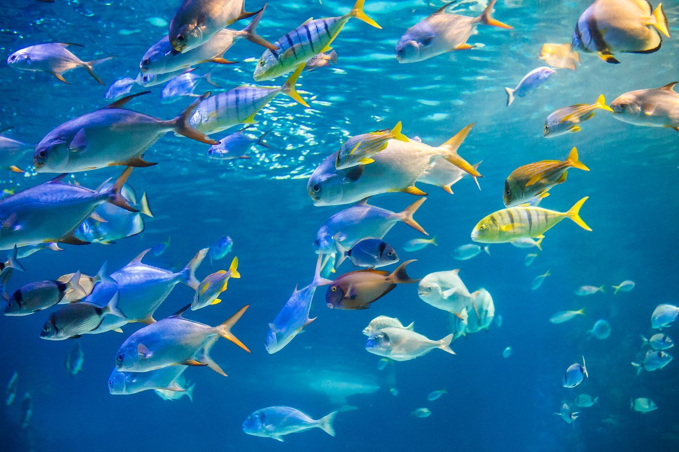 Aquatic Enzymes