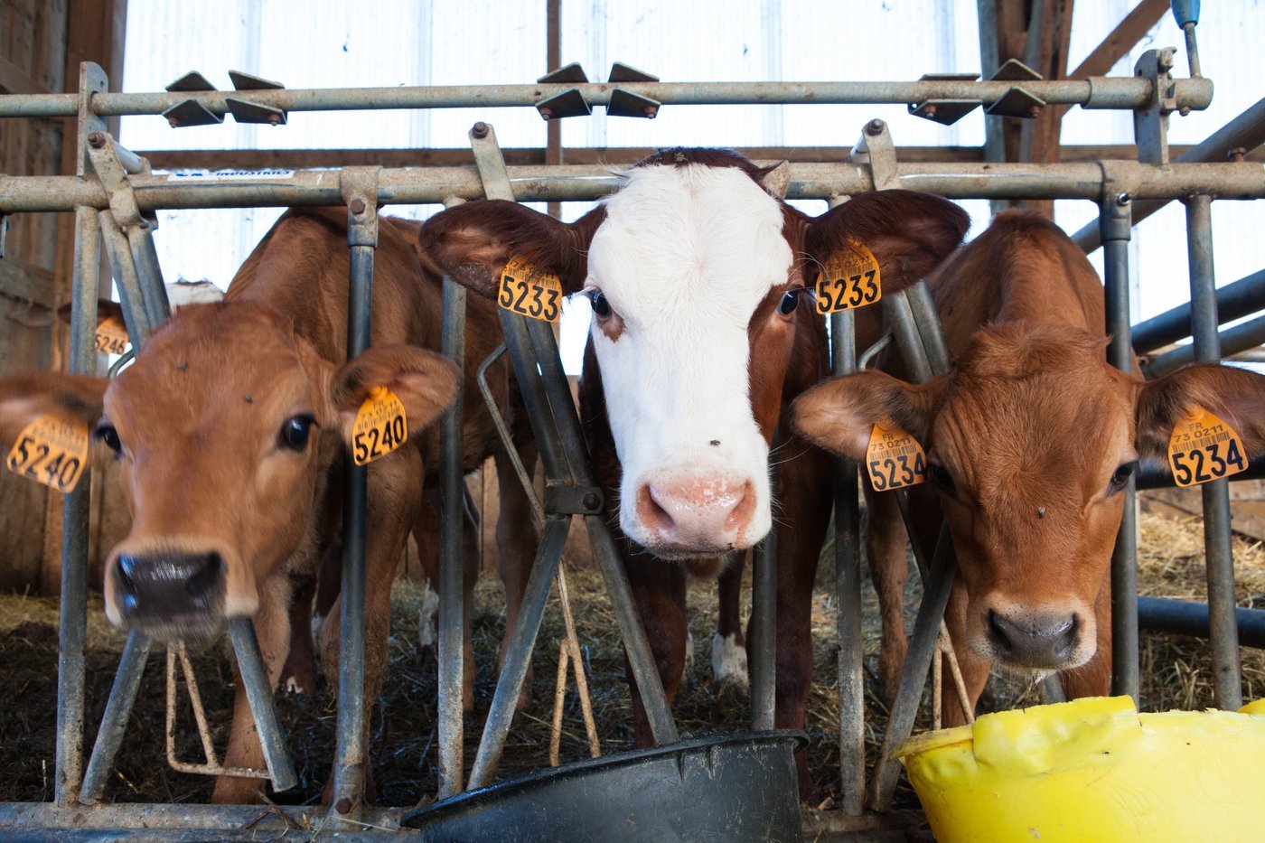 Cattle Enzymes