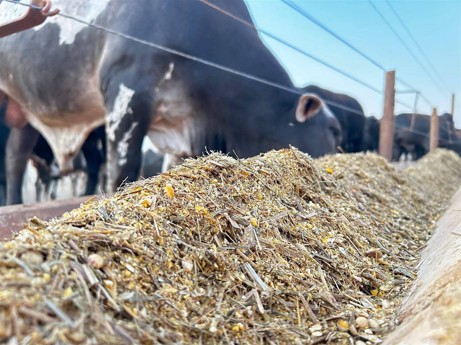 Feed Enzymes
